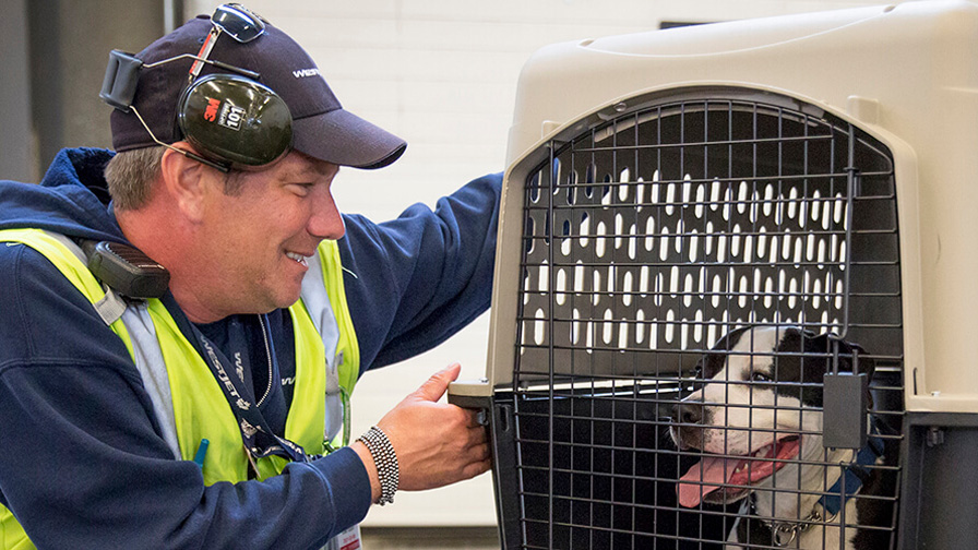 cargo ship travel with dogs