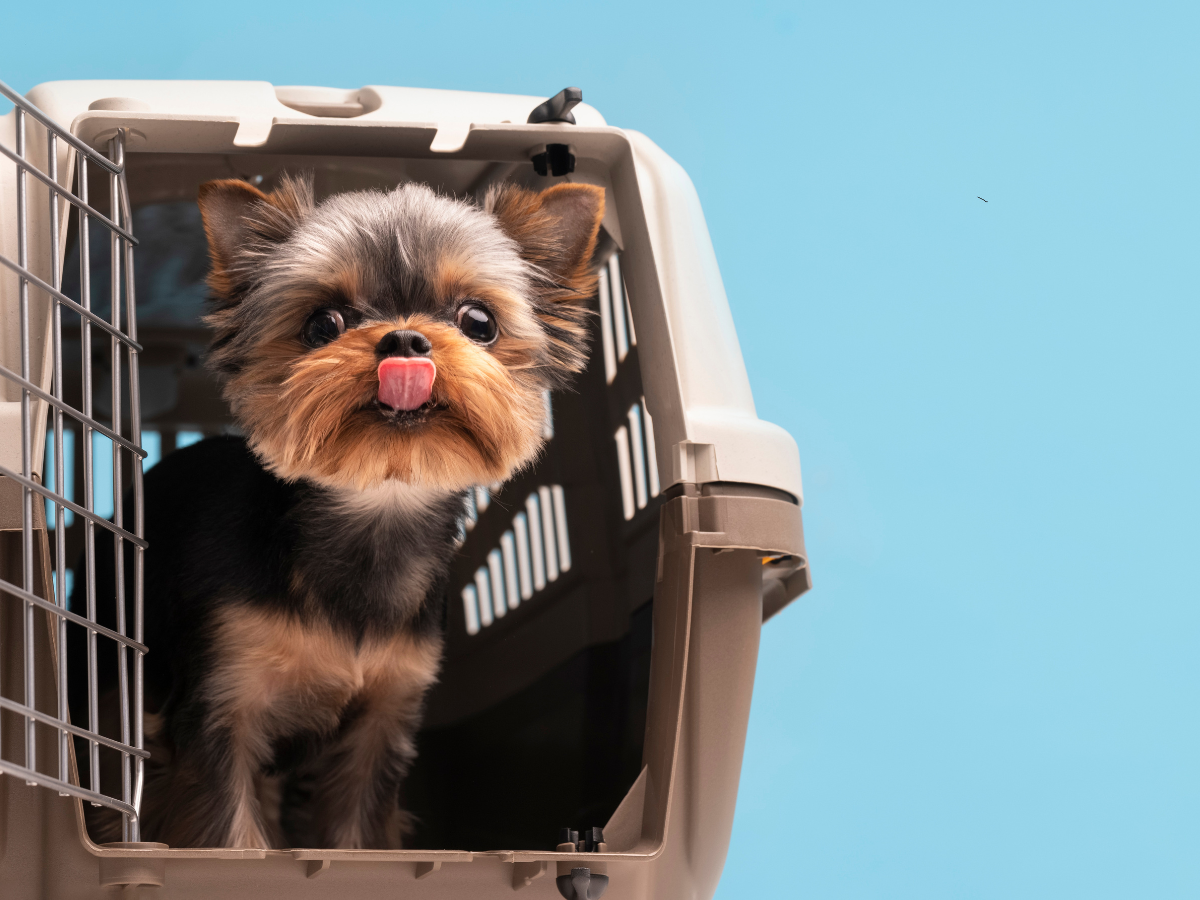 Small dog in crate comfort stop