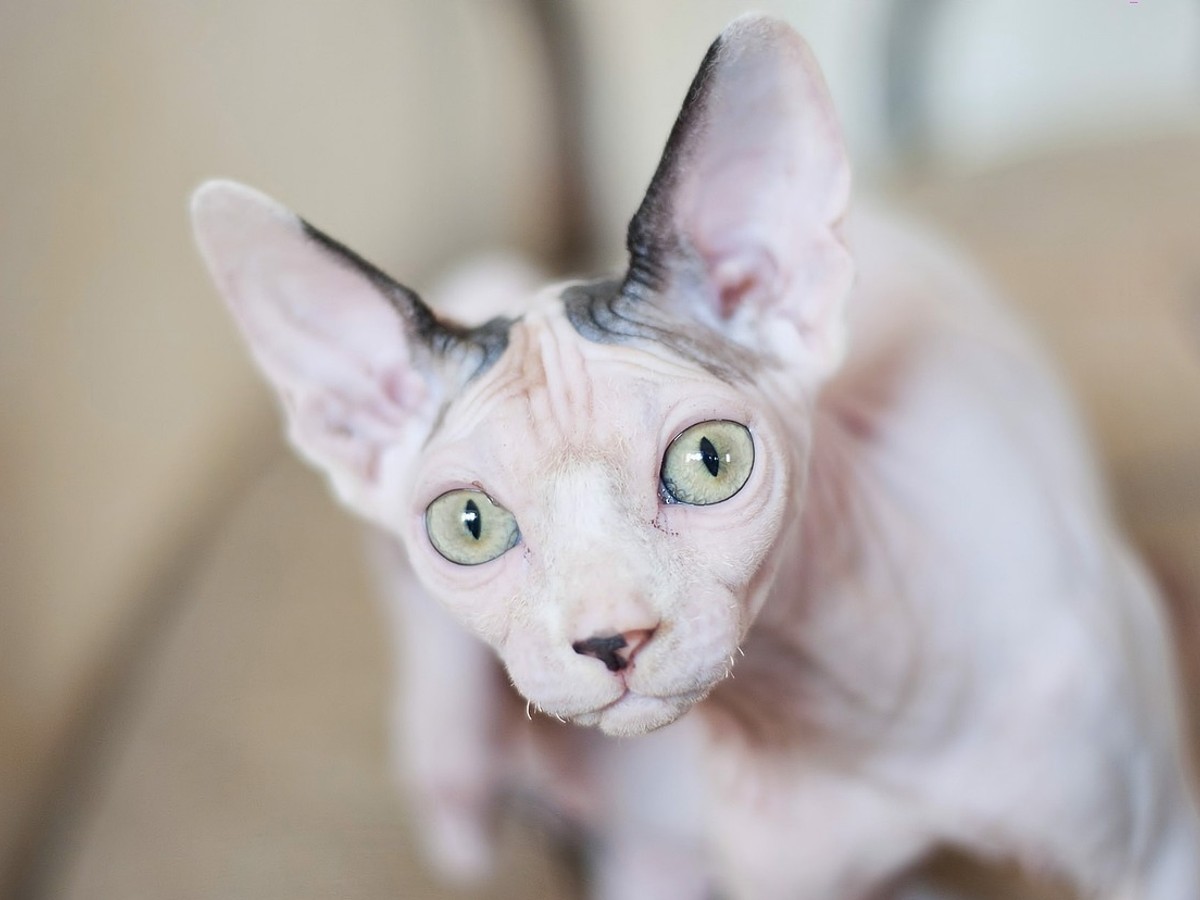 2024-pet-hairless-breed