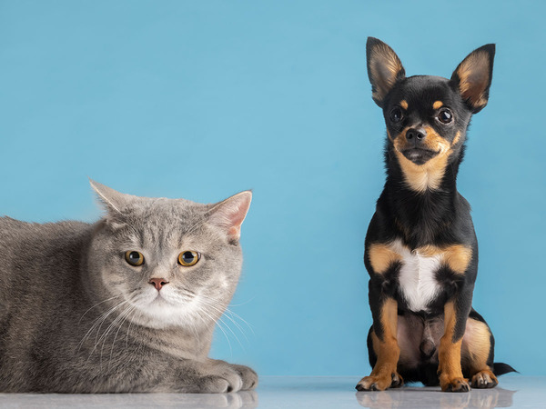 Un chat et un chien