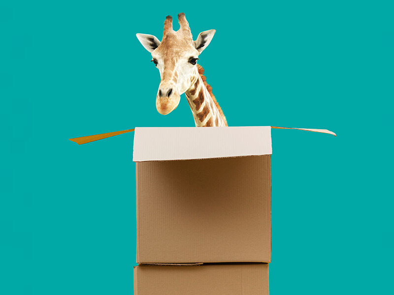 Giraffe hiding in packing boxes