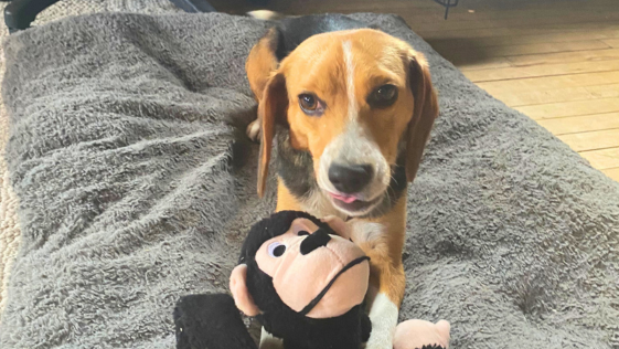 The Beagle Alliance