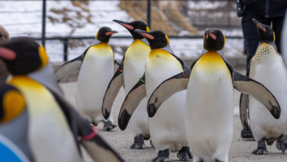 The Calgary Zoo